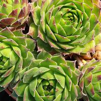 Sempervivum  'Commander Hay'